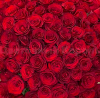 101 красная высокая роза. Цветы Владивосток фото 3 — Цветочный король