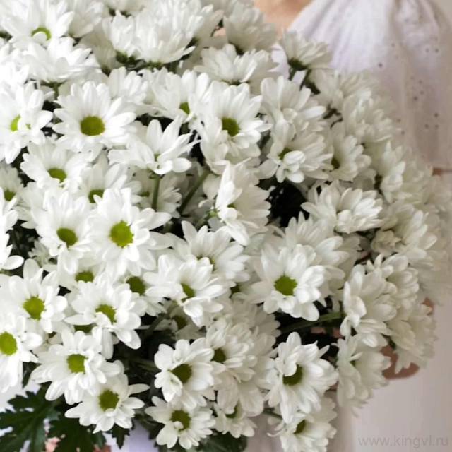Букет из 15 ромашковых хризантем   