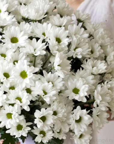 Букет из 15 ромашковых хризантем    &mdash; Цветочный король