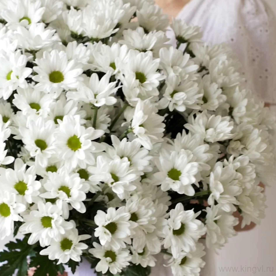 Букет из 15 ромашковых хризантем   . Цветы Владивосток