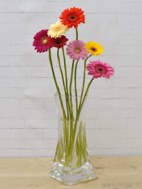 Гербера - любое количество