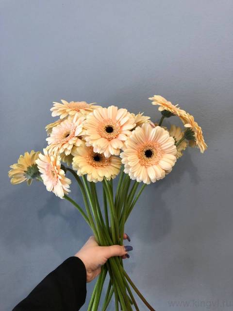 Гербера - любое количество