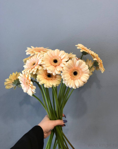 Гербера - любое количество — Цветочный король