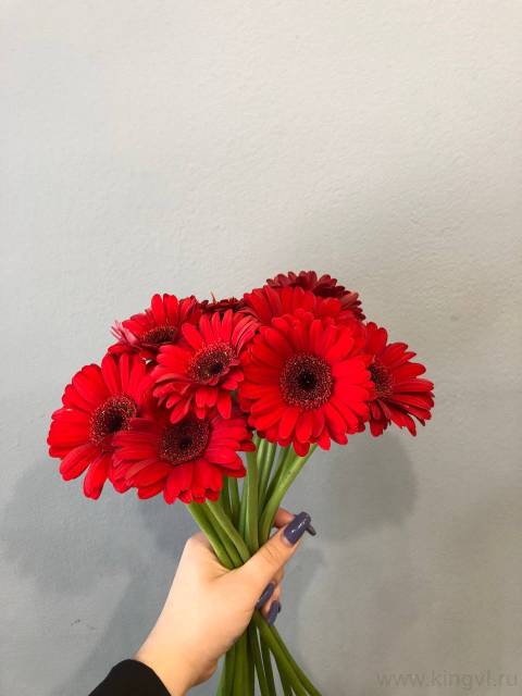 Гербера - любое количество