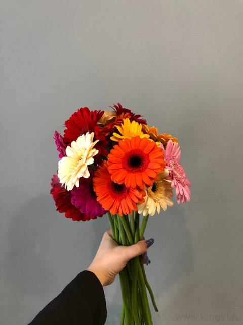 Гербера - любое количество