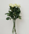 Розы белые - любое количество. Цветы Владивосток фото 2 — Цветочный король