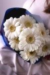 Букет белоснежных гермини. Цветы Владивосток фото 2 — Цветочный король