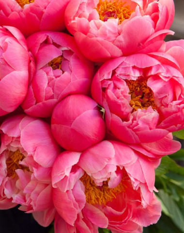 Пионы- укажите нужное количество — Цветочный король