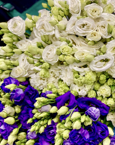 Эустома — Цветочный король