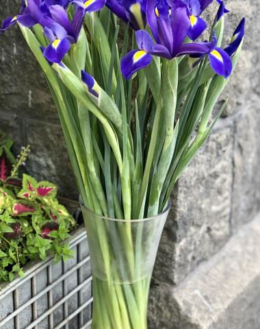 Ирисы-любое количество — Цветочный король