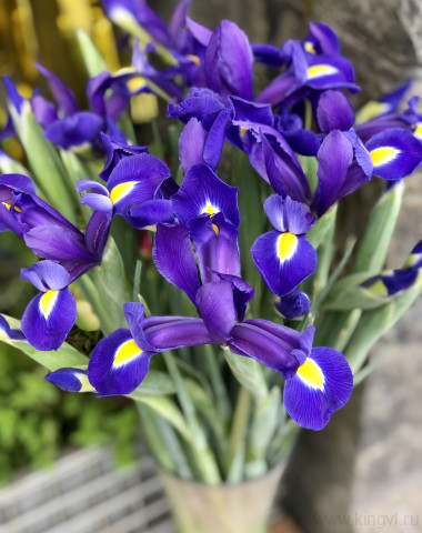 Ирисы-любое количество — Цветочный король