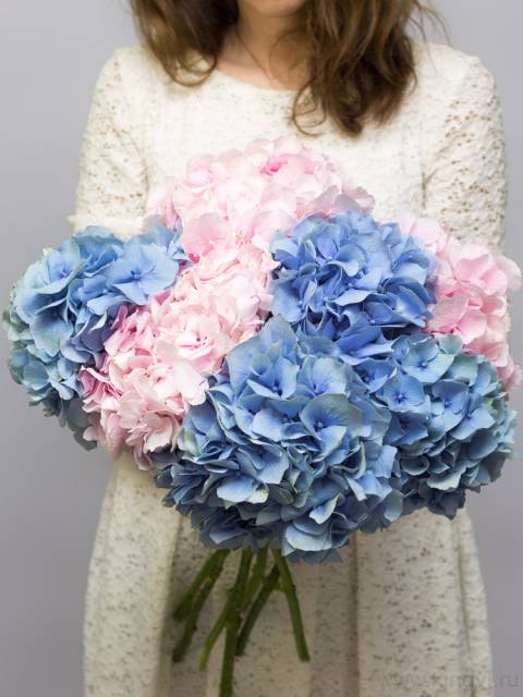 Воздушные гортензии