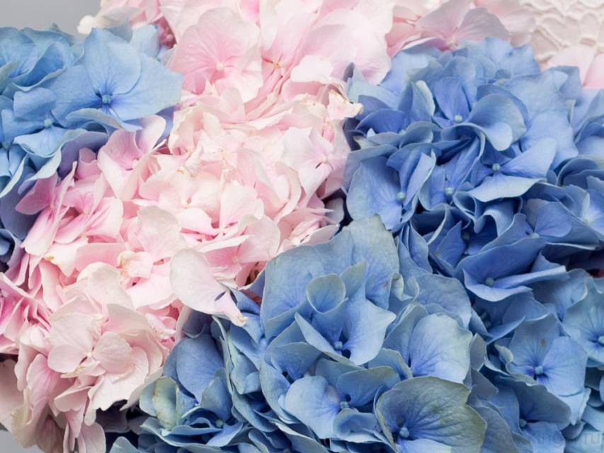 Воздушные гортензии