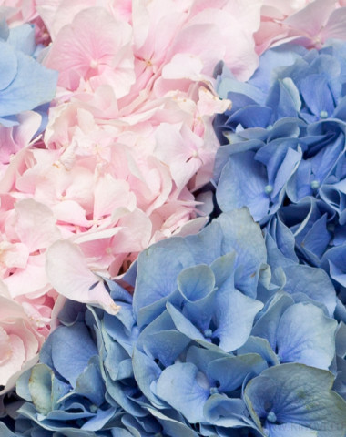 Воздушные гортензии — Цветочный король