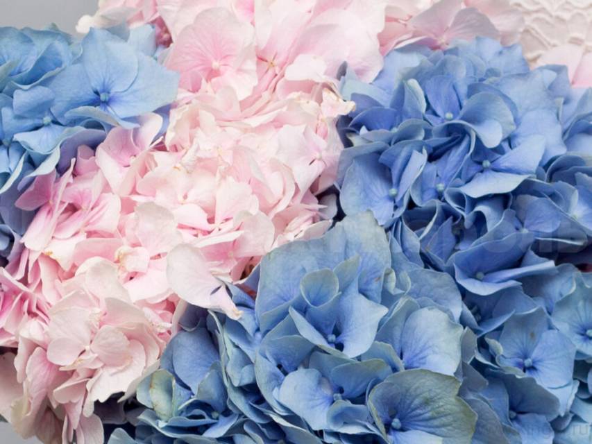 Воздушные гортензии