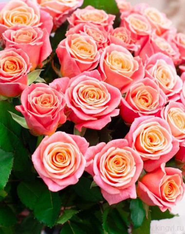 Букет из 31 розы &quot;Мисс Пигги&quot; — Цветочный король