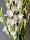 Белый гладиолус - любое количество. Цветы Владивосток фото 1 — Цветочный король