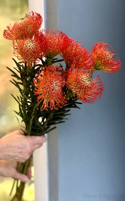 Нутан- любое количество