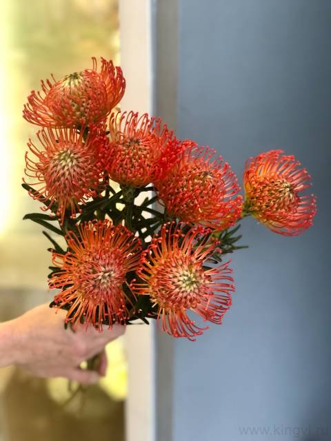 Нутан- любое количество