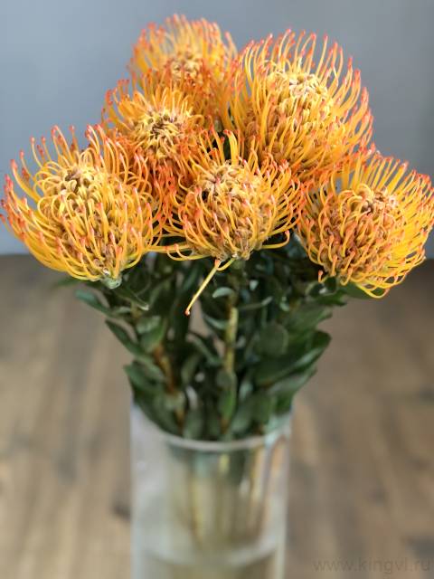 Нутан- любое количество