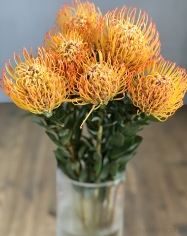 Нутан- любое количество — Цветочный король