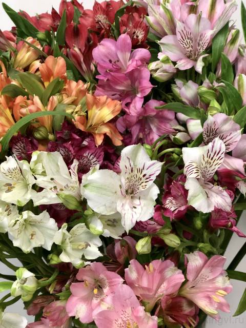 Альстромерия  -любое количество