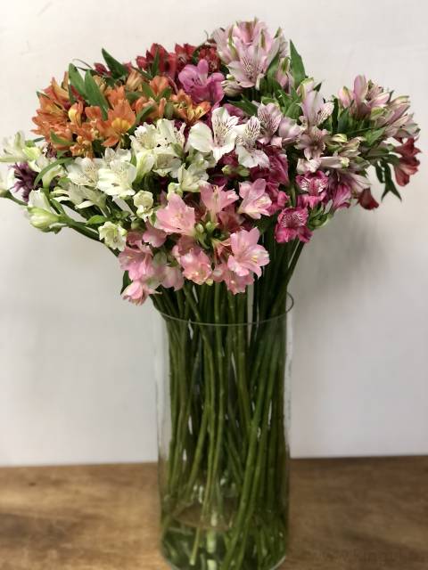 Альстромерия  -любое количество