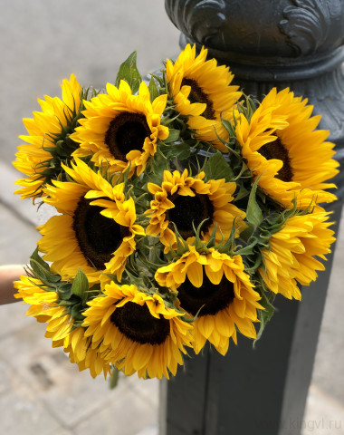 Подсолнух-любое количество — Цветочный король