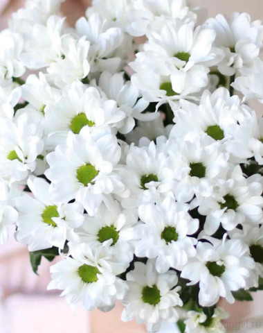 Букет-комплимент из 5 хризантем — Цветочный король