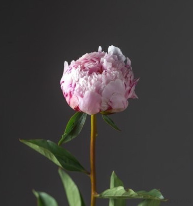 Пионы &quot;Сара Бернард&quot; любое количество  — Цветочный король