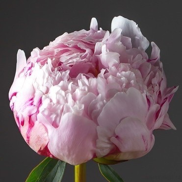 Пионы &quot;Сара Бернард&quot; любое количество  — Цветочный король