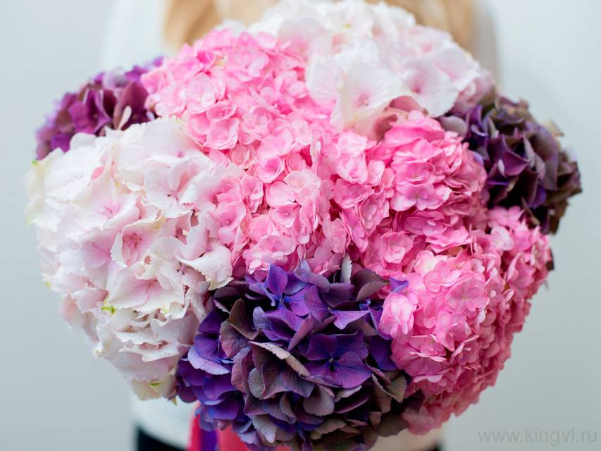Охапка гортензий
