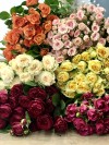 Роза кустовая - любое количество. Цветы Владивосток фото 2 — Цветочный король