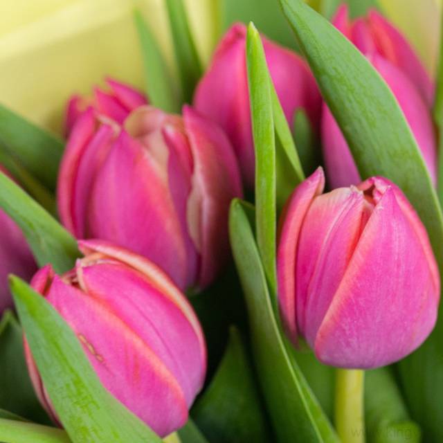 Букет из 9 тюльпанов  