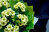 Сантини с зеленью . Цветы Владивосток фото 2 — Цветочный король