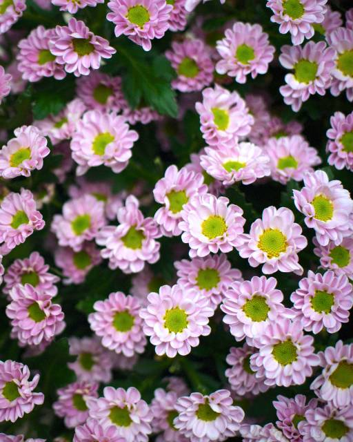 Сантини с зеленью 