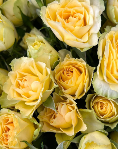 Букет лимонных кустовых роз (11шт) — Цветочный король