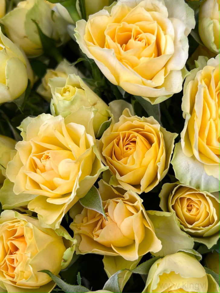 Букет лимонных кустовых роз (11шт). Цветы Владивосток
