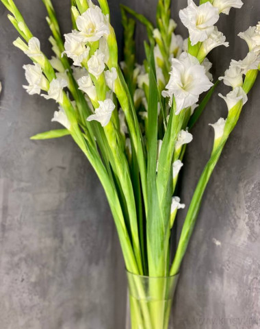 Гладиолусы ( любое количество ) — Цветочный король