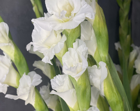 Гладиолусы ( любое количество ) — Цветочный король