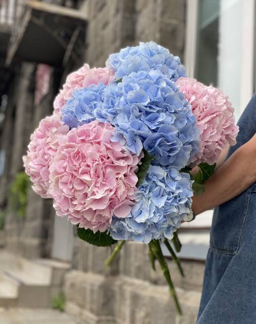 Гортензия-любое количество