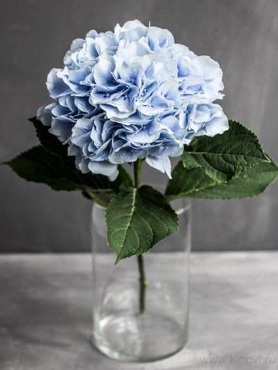 Гортензия-любое количество