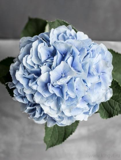 Гортензия-любое количество