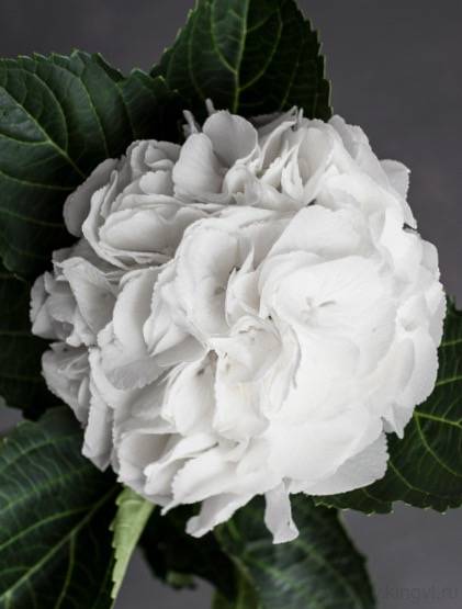 Гортензия-любое количество