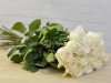 15 высоких роз "Мондиаль" . Цветы Владивосток фото 2 — Цветочный король
