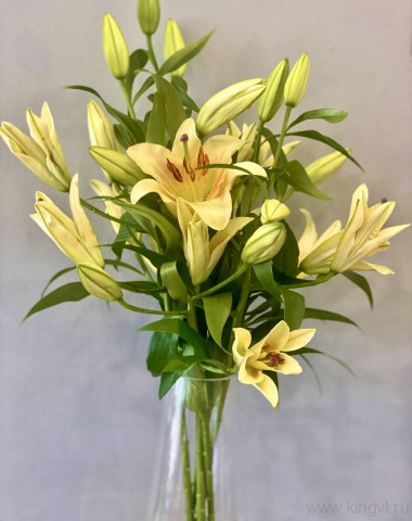 Лилия-любое количество — Цветочный король