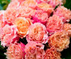 Большой букет садовых роз. Цветы Владивосток фото 4 — Цветочный король