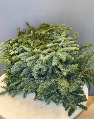 Нобилис (хвоя) &mdash; Цветочный король