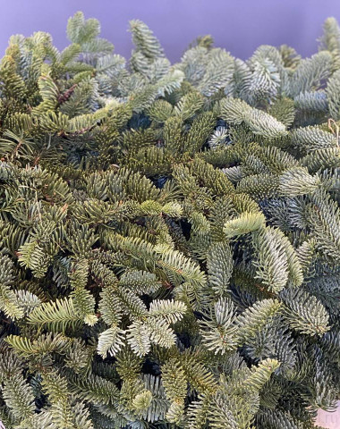 Нобилис (хвоя) &mdash; Цветочный король