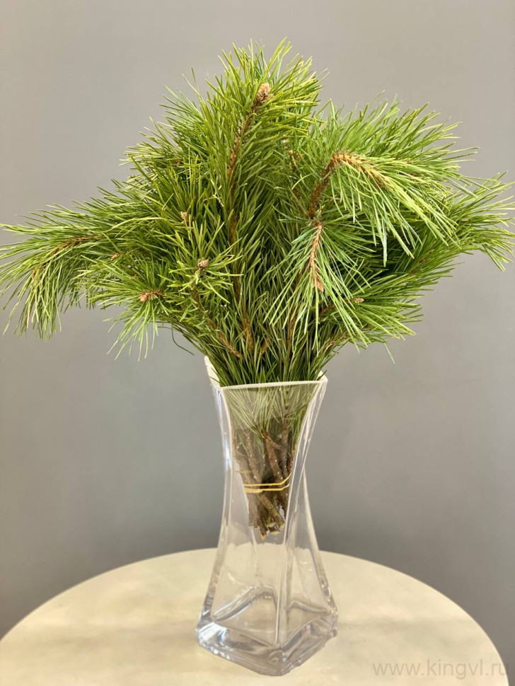 Ветки сосны ( 10 шт). Цветы Владивосток фото 1 &mdash; Цветочный король
